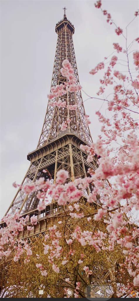 Pink Eiffel Tower Trees