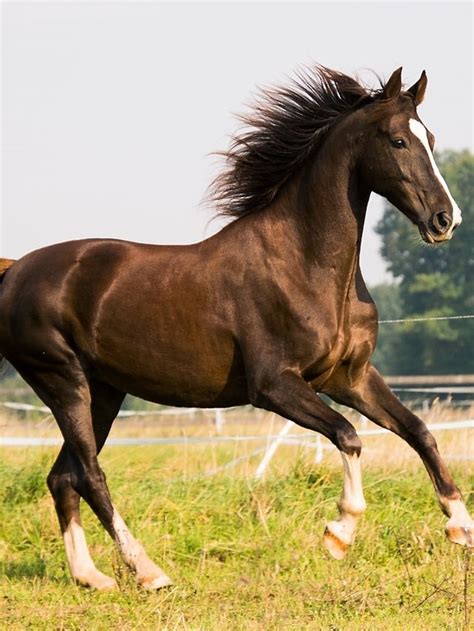 Top 5 Worlds Best Horse Breeds Petcare