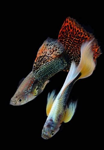 King crowntail betta for sale the ultimate achievement in. Guppies Online, guppy fish guppy fish tank guppy fish food ...