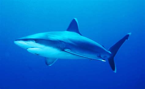 List Of Sharks In The Red Sea Wikipedia