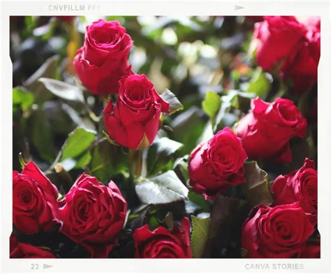 Guía Para Tener Un Rosal Hermoso 5 Especies De Rosas Para Tu Jardín