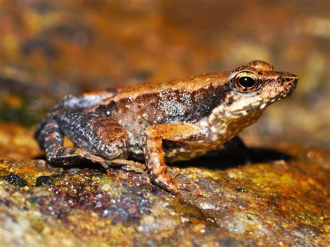 Salting Roads Found To Reverse Sex Of Frogs The Independent The