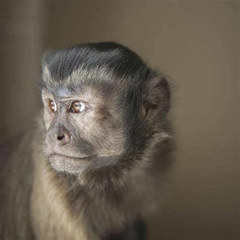 How Much Is A Capuchin Monkey Cost