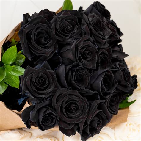 'black prince' has unusual solid black foliage and small flowers. Black Rose in Miami Beach, FL | Miami Beach Flowers®
