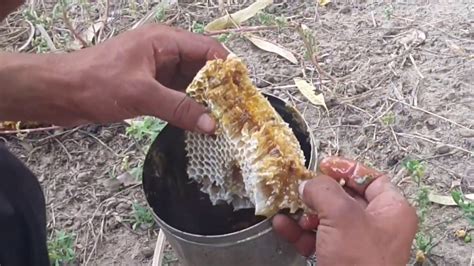 Honey Bee Honey Bee Removal Method How To Remove Honey Bee Honey Bee Hive Honey Bee Nest