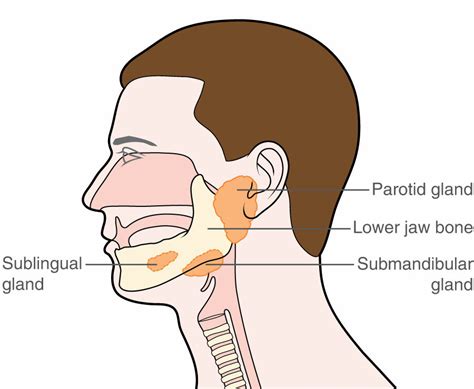 Anatomy Of Salivary Glands Download Scientific Diagra