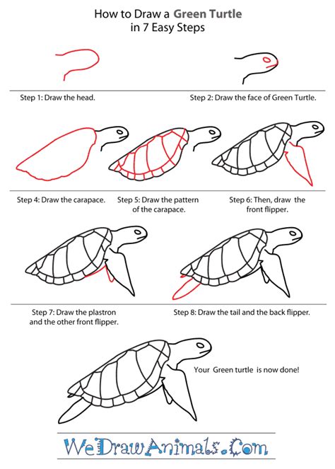 Step By Step How To Draw A Sea Turtle At Drawing Tutorials