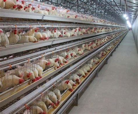 Easy Assembly Automatic Layer Chicken Cages Midlandskenyachicken