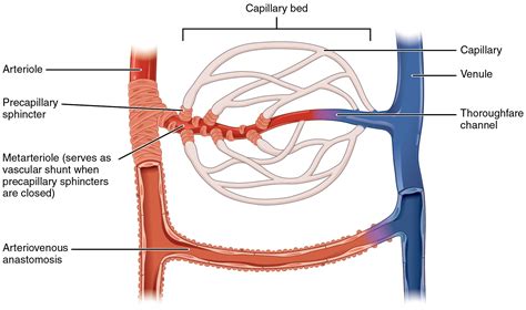 Deep veins, located in the center of the leg near the leg bones, are enclosed by muscle. Structure and Function of Blood Vessels · Anatomy and ...