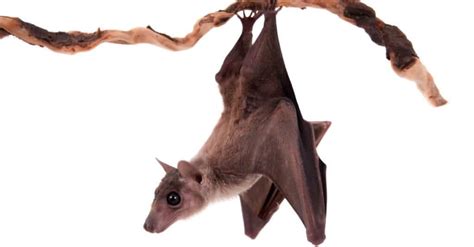 Fruit Bat Animal Facts A Z Animals