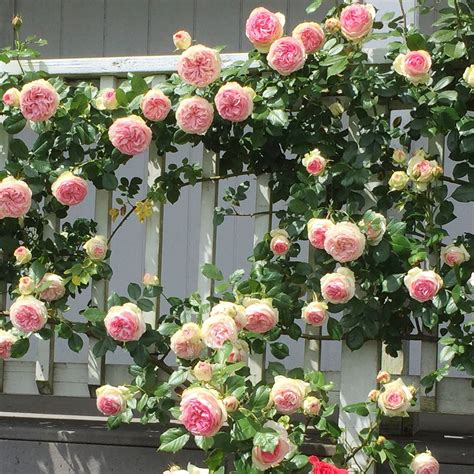 Eden™️ Climbing Rose Large Old Fashioned Fully Double 4 12 Cupped