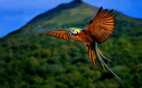 Download Wallpaper Macaw Bird By Mariaw Macaw Wallpapers Macaw