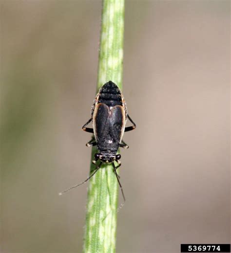 Black Grass Bug Labops Hesperius
