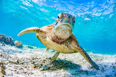 Under The Sea 50 Breathtaking Images From Our Oceans Live Science