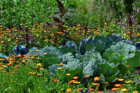 Aber auch im herbst ist ein ausbringen des kalkes möglich. Gartenboden kalken | Für einen gesunden Gartenboden