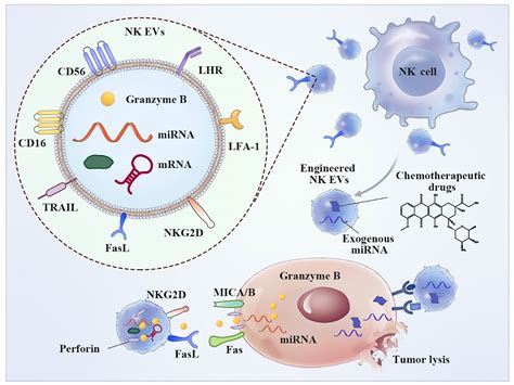 Frontiers Immune Cell Derived Extracellular Vesicles New Strategies