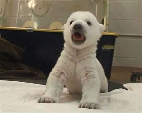 See This Baby Polar Bear Take His Inspiring First Steps Video Enstarz