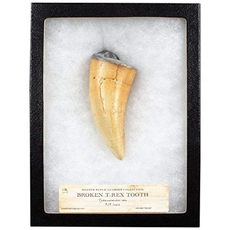 Best T Rex Tooth Replica How To Choose The Right One