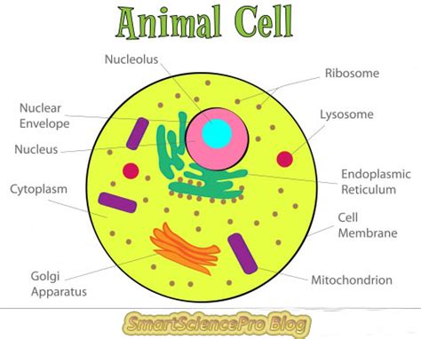 While organelles have identifying structures, specific shapes may vary. Smart Science Pro: December 2011