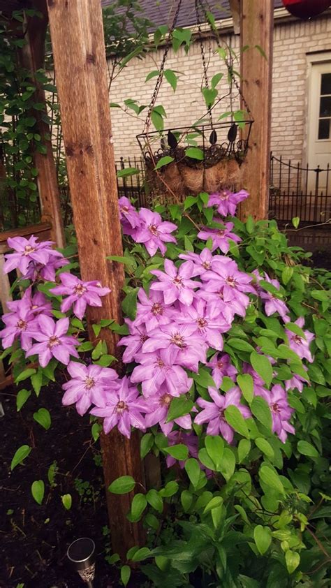 Here are the 20 most beautiful flowering vines, along with a guide. Purple clematis climbing flower vine trellis garden ...