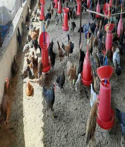 Poultry Farming Multicolor Country Chicks Gender Male At Best Price In Navi Mumbai Daily
