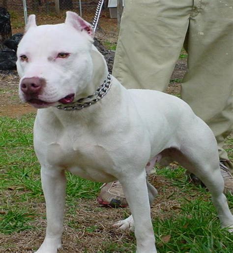 The american pit bull terrier (apbt) has a strong desire to please. Should they really be called the "Devil Dogs"? | Doggy Bakery