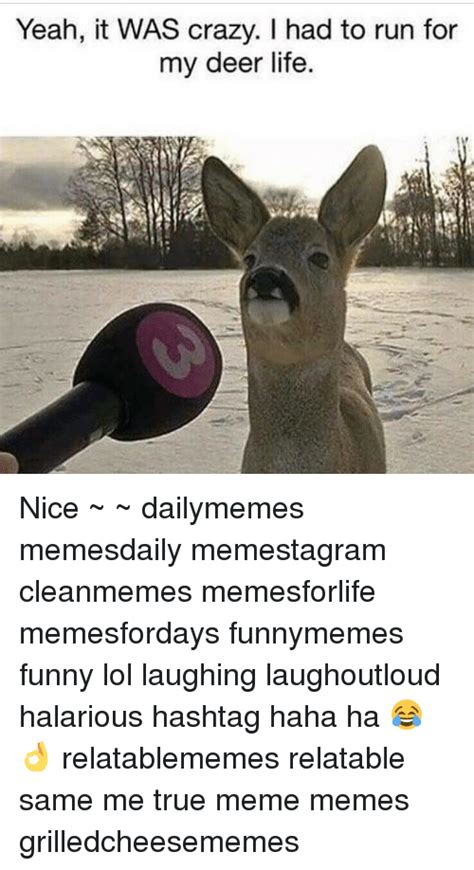 25 Best Memes About Deer Funny And Meme Deer Funny