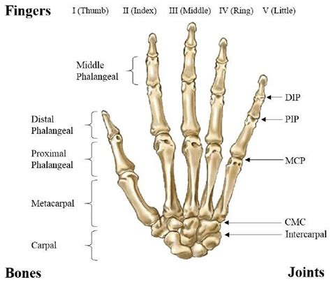 All about your body's skeleton, the framework of bones that keeps you together. Bones and joints of a human hand | Bone and joint, Hand ...