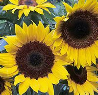 Shop buybuy baby for a fantastic selection of baby merchandise including strollers, car seats, baby nursery furniture, crib bedding, diaper bags and much more… buy buy baby. Buy Sunflowers Wholesale | Bulk Sunflowers for Sale ...