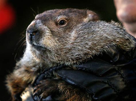 A Short History of Groundhog Day | Smart News | Smithsonian Magazine