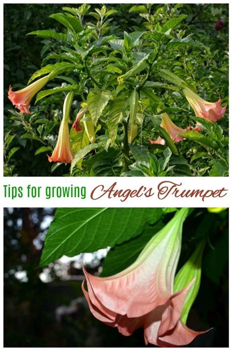 Caution is required because this plant is extremely toxic. How to Grow Angel's Trumpet - Tips for Growing Brugmansia ...