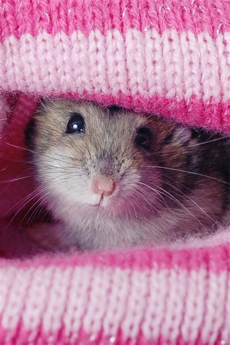 Pin By Cinestry Rozar On Cute Alert Cute Animals Cute Hamsters