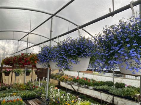 We would like to show you a description here but the site won't allow us. Becky's Flower Basket says, "That wasn't us storming the ...