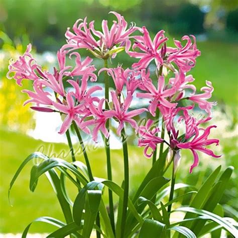 Tolerates light frost, and heavy or seasonally waterlogged soils. Nerine Bowdenii Garden Bulbs Guernsey Lily Autumn Pink ...