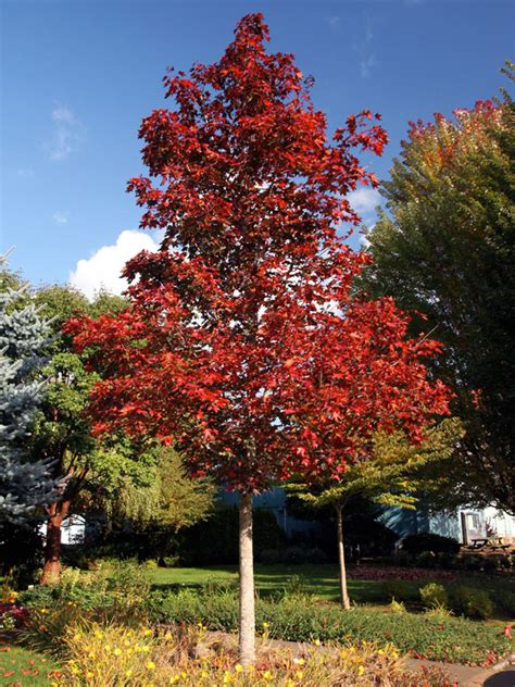 The crown on the pacific sunset is said to be slightly shorter, at 30' tall by 25' wide. Acer truncatum x platanoides 'JFS-KW202' (Crimson Sunset ...