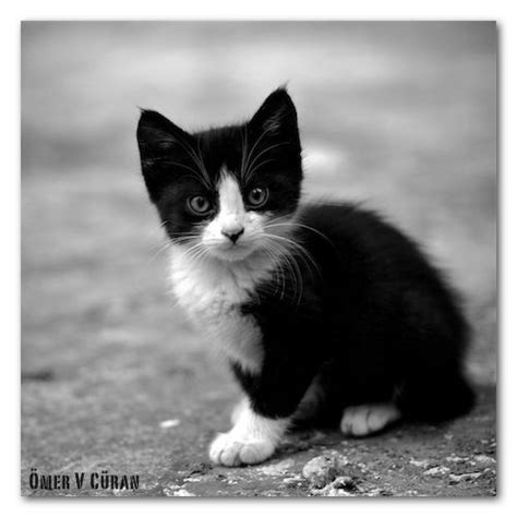 Black And White Kitty On Deviantart Cats Stray Cat I