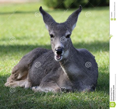 Deer With Funny Face Stock Image Image Of Hemionus 110030861