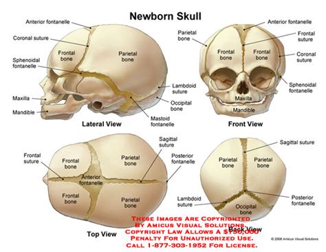 AMICUS Illustration of amicus,anatomy,baby,newborn,infant ...