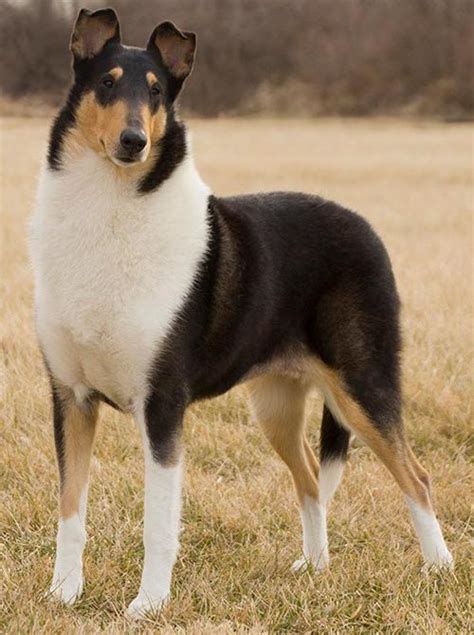 Collie Vs Shetland Sheepdog How To Tell The Difference