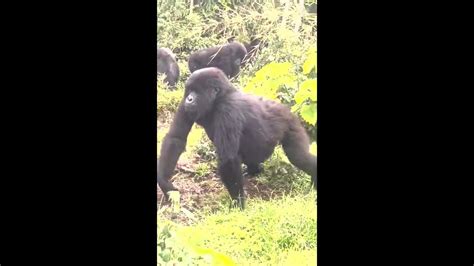 Rwanda Travel Trekking Gorillas Golden Monkeys And Dian Fosseys