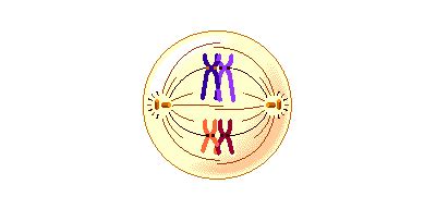 Metaphase of mitosis vs metaphase 1 of meiosis. DSpace en ESPOL: Mitosis y meiosis