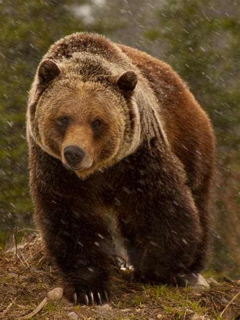 A Large Male Grizzly Bear In A Spring Snowstorm Near Golden British