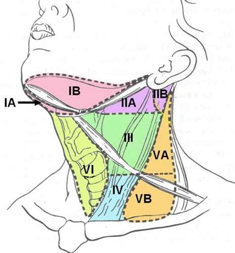 Neck Lymph Node Levels Neck Dissection Lymph Nodes In The Neck Have