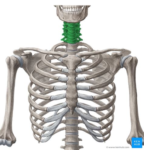 Dummies has always stood for taking on complex concepts and making them easy to understand. Neck muscles anatomy: List, origins, insertions, action | Kenhub