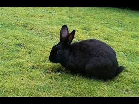 The easter bunny (also called the easter rabbit or easter hare) is a folkloric figure and symbol of easter, depicted as a rabbit—sometimes dressed with clothes—bringing easter eggs. Very Cute Black Bunny Rabbit In Mumbai India 2015 HD - YouTube