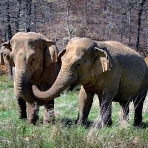 News The Elephant Sanctuary In Tennessee