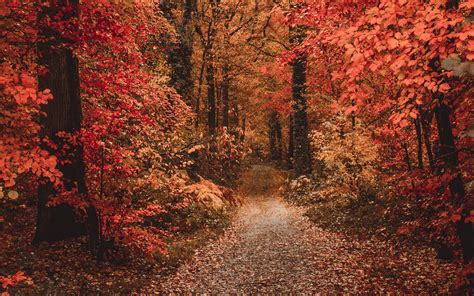 Download Wallpaper 1920x1200 Autumn Forest Path Foliage