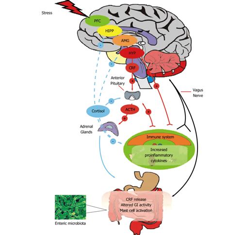 Central Nervous System Diagram Brain System Terms Of Neuroanatomy