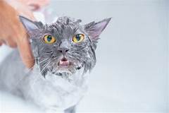 The Stress Free Way To Keep Your Cat Clean Mobile Cat Grooming Services