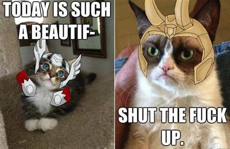 Tartar Sauce The Cat Grumpy Cat Tard The Grumpy Cat Loki Thor Animals